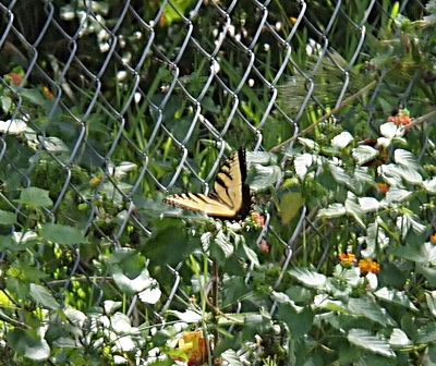 [A large mostly yellow butterfly with open wings is just about to land on some greenery near a chain-link fence. The outer edges of the butterfly are brown and there are thick brown stripes leading downward from the upper edge of the wings.]